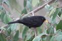 J01_1024 Blackbird male